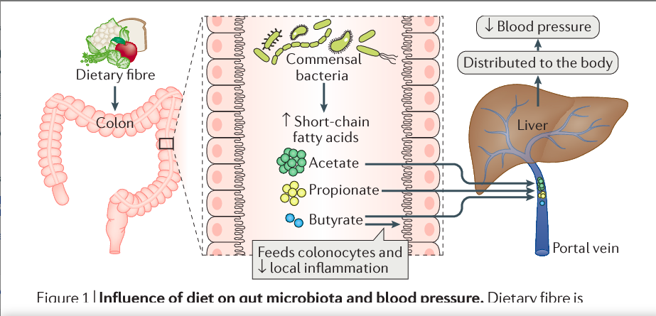 ALTA INGESTÃO DE FIBRAS, LEGUMES, FRUTAS E VERDURAS, DIMINUI A PRESSÃO ARTERIAL